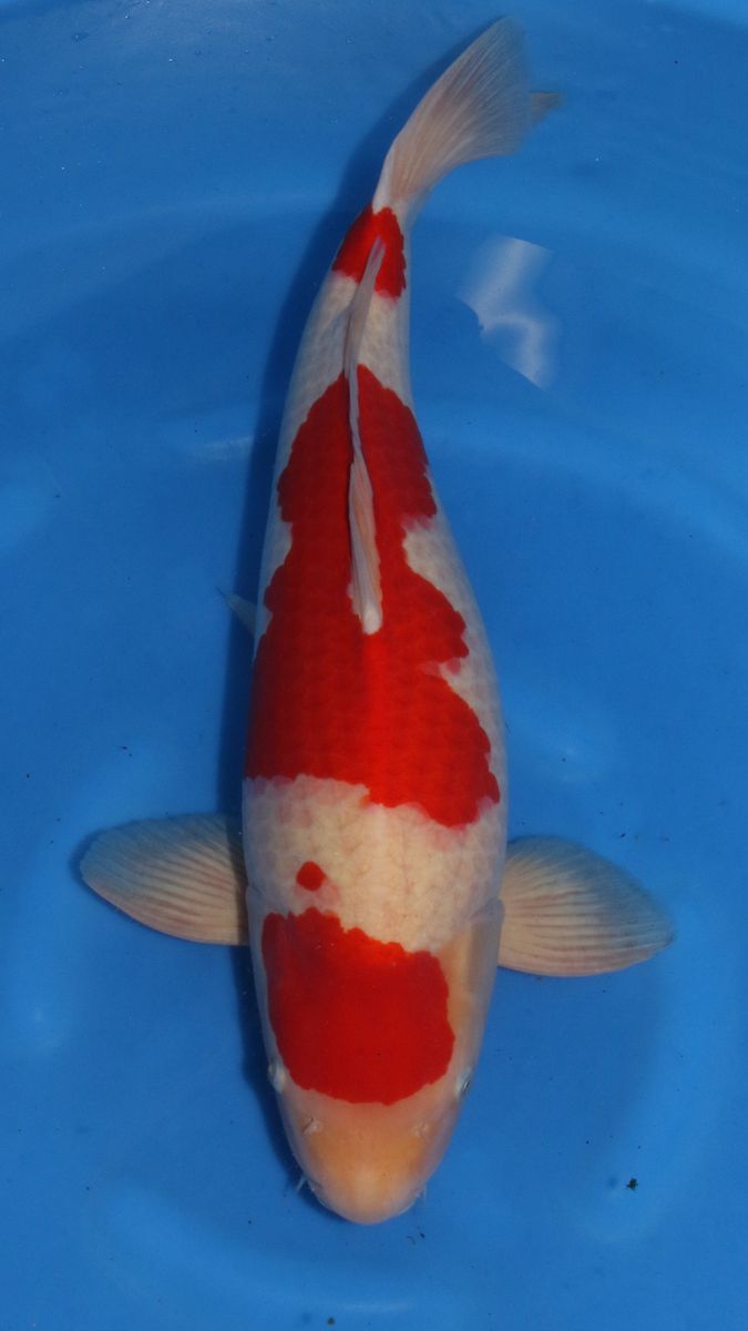 Koi