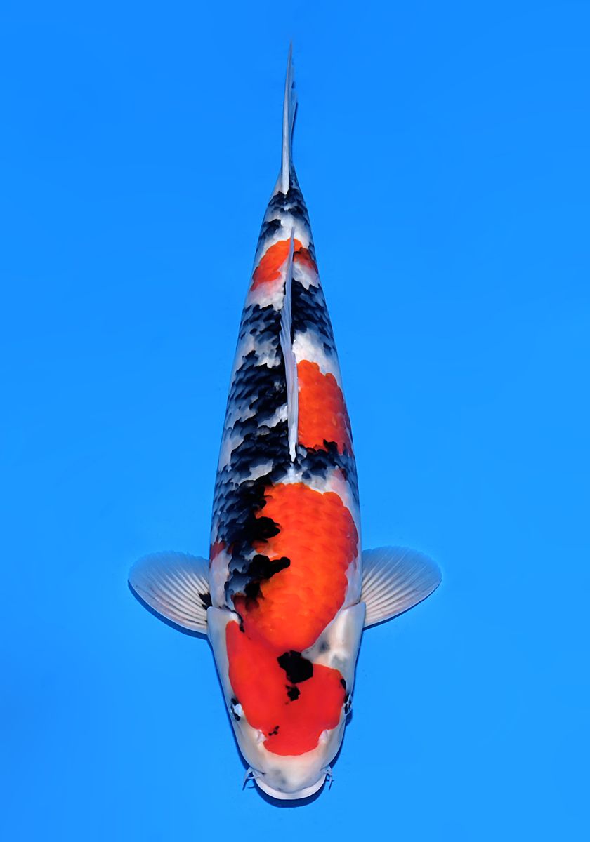 Koi