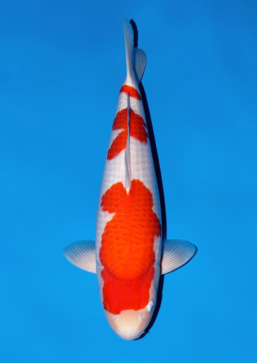 Koi