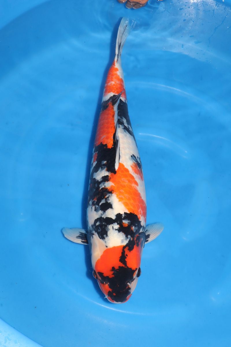 Koi