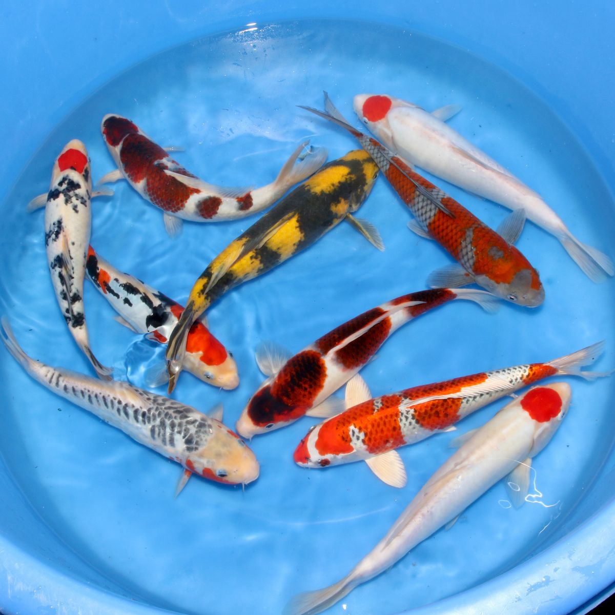 Koi