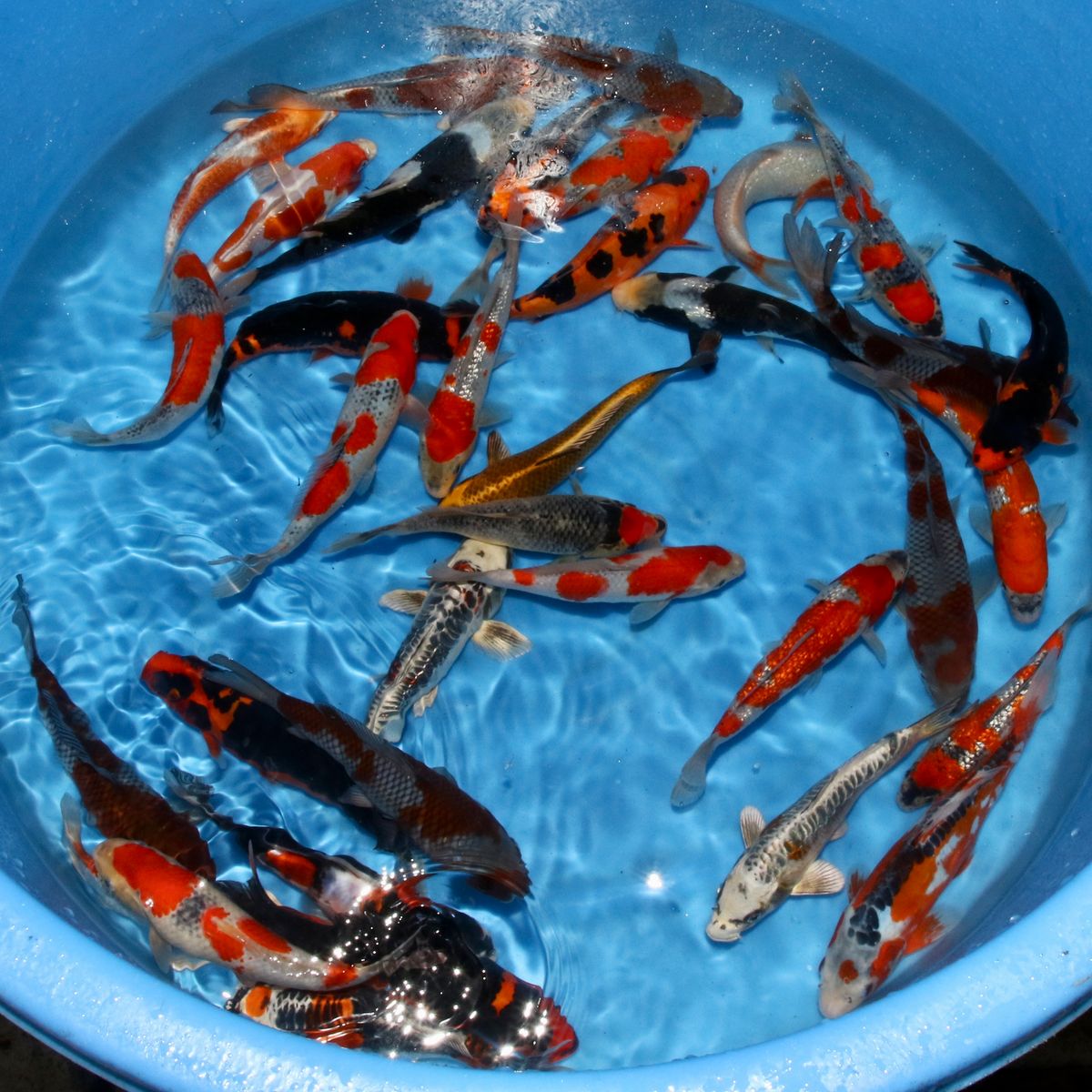 Koi