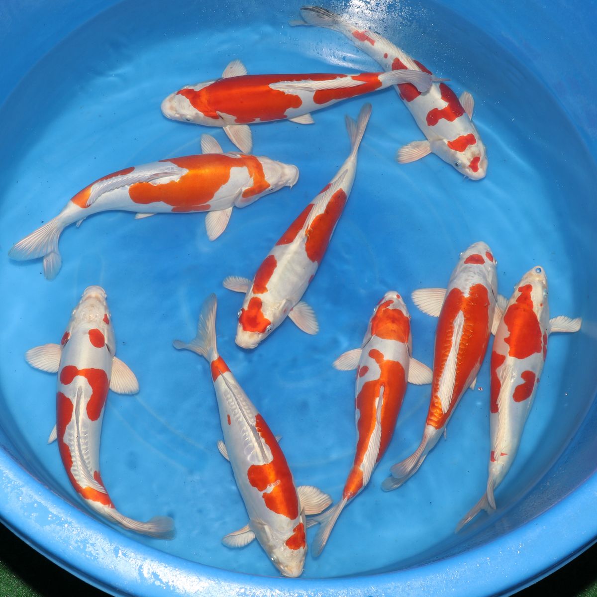 Koi