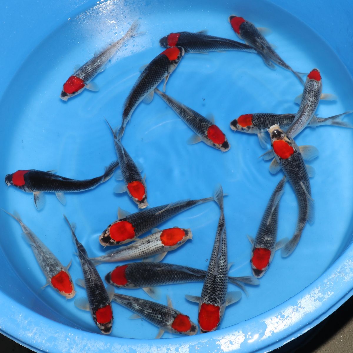 Koi