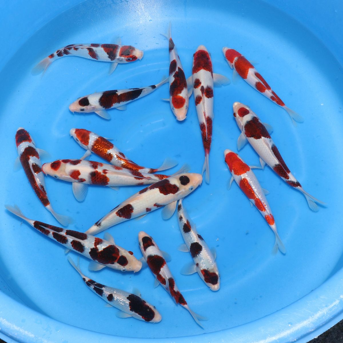 Koi