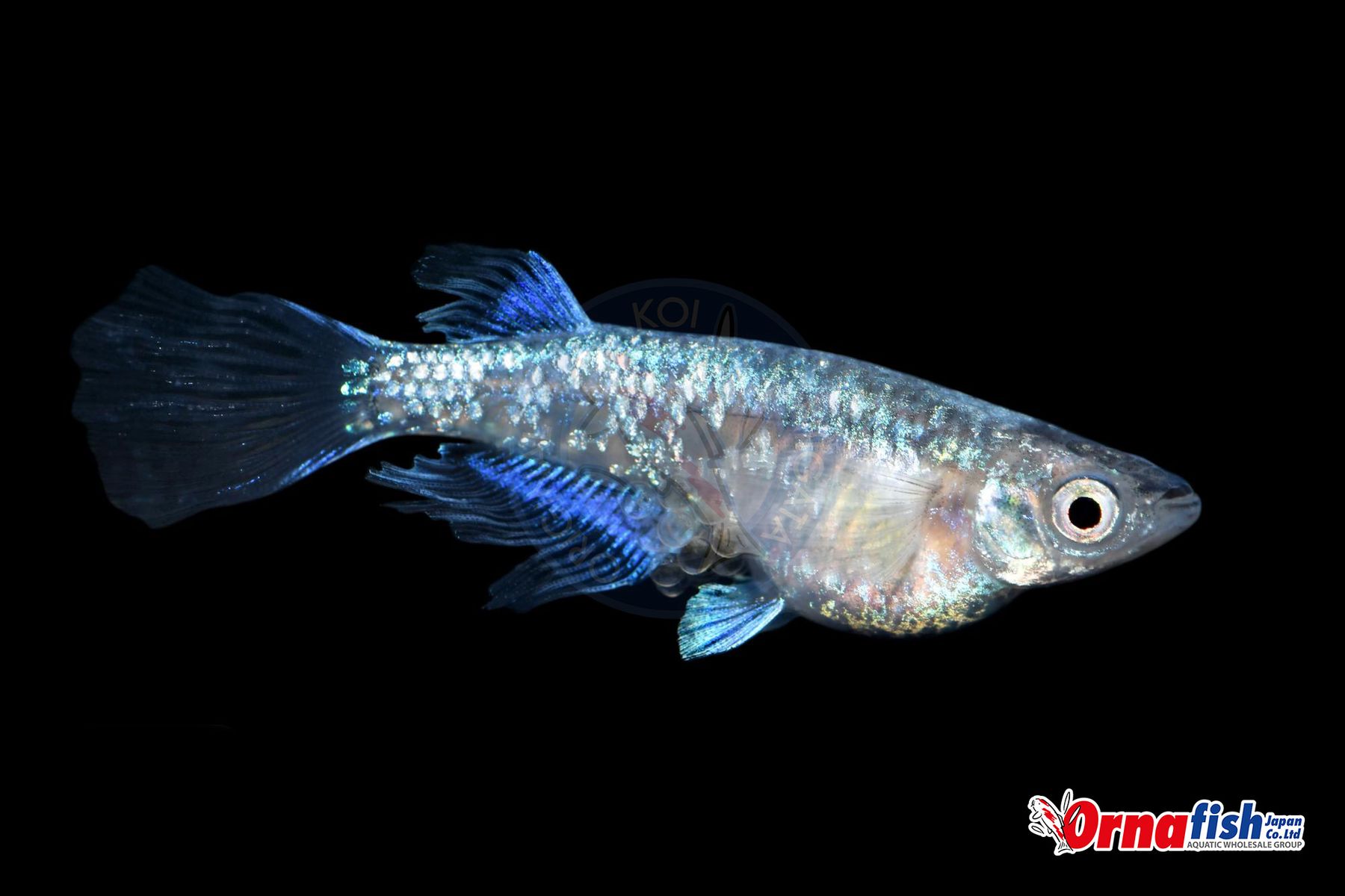 Koi