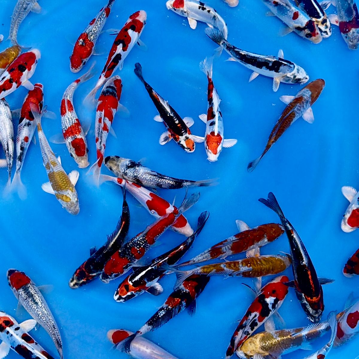 Koi