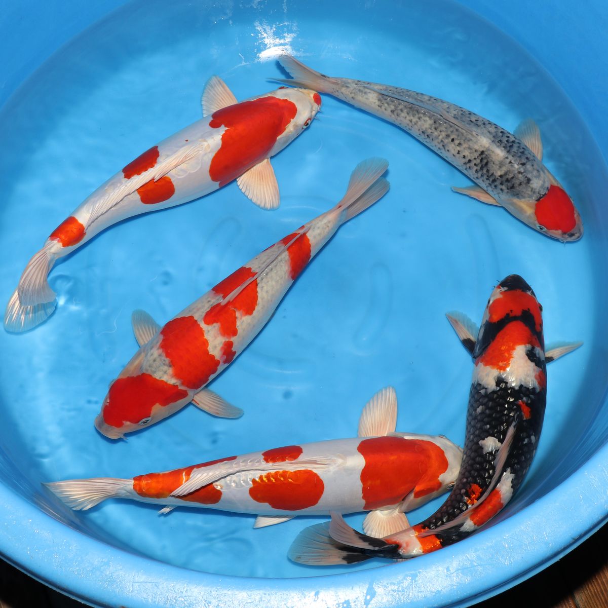 Koi