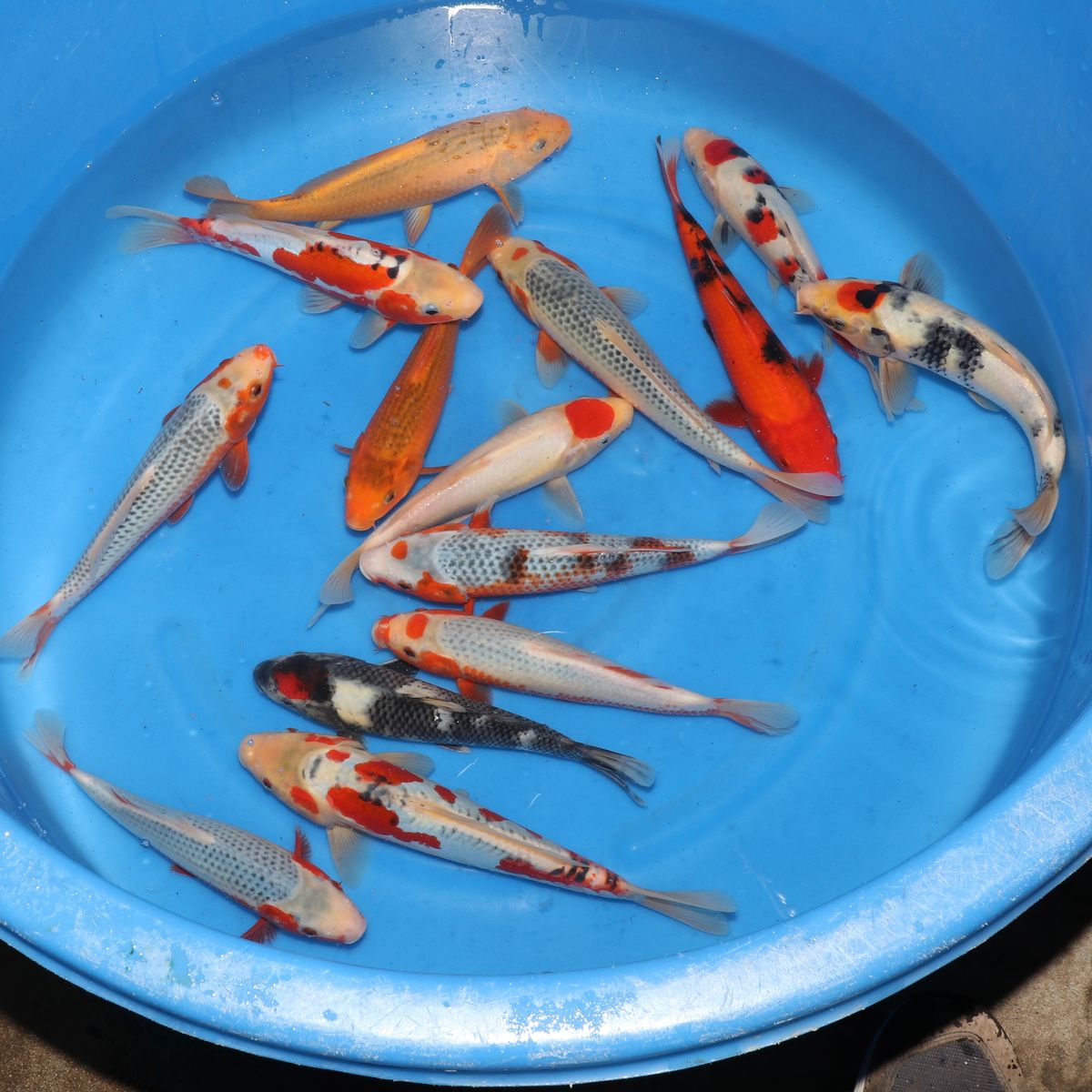 Koi