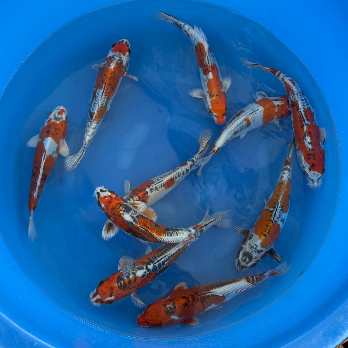 Koi