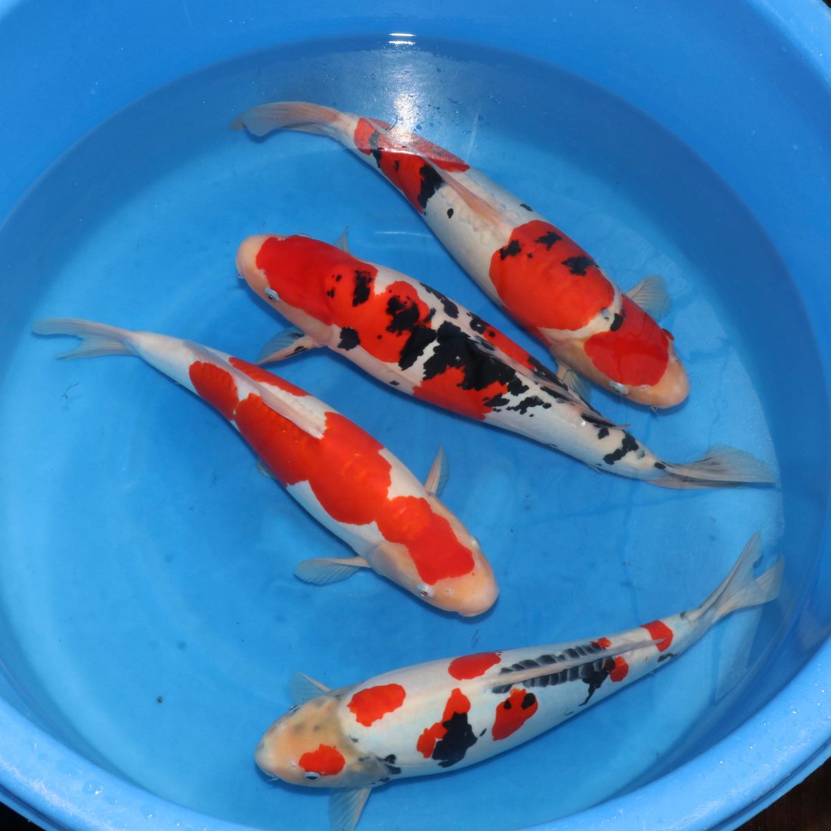 Koi