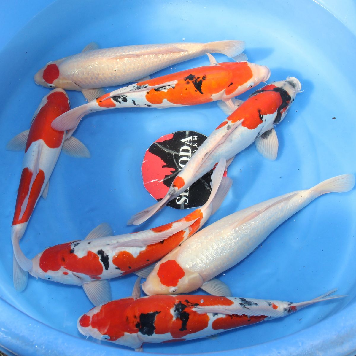 Koi