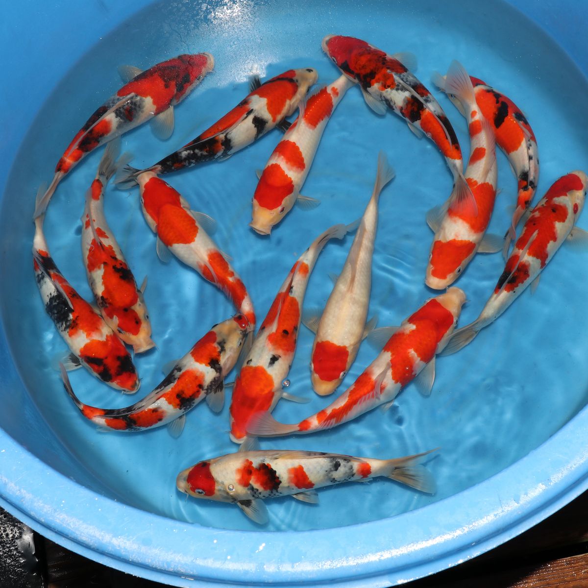 Koi