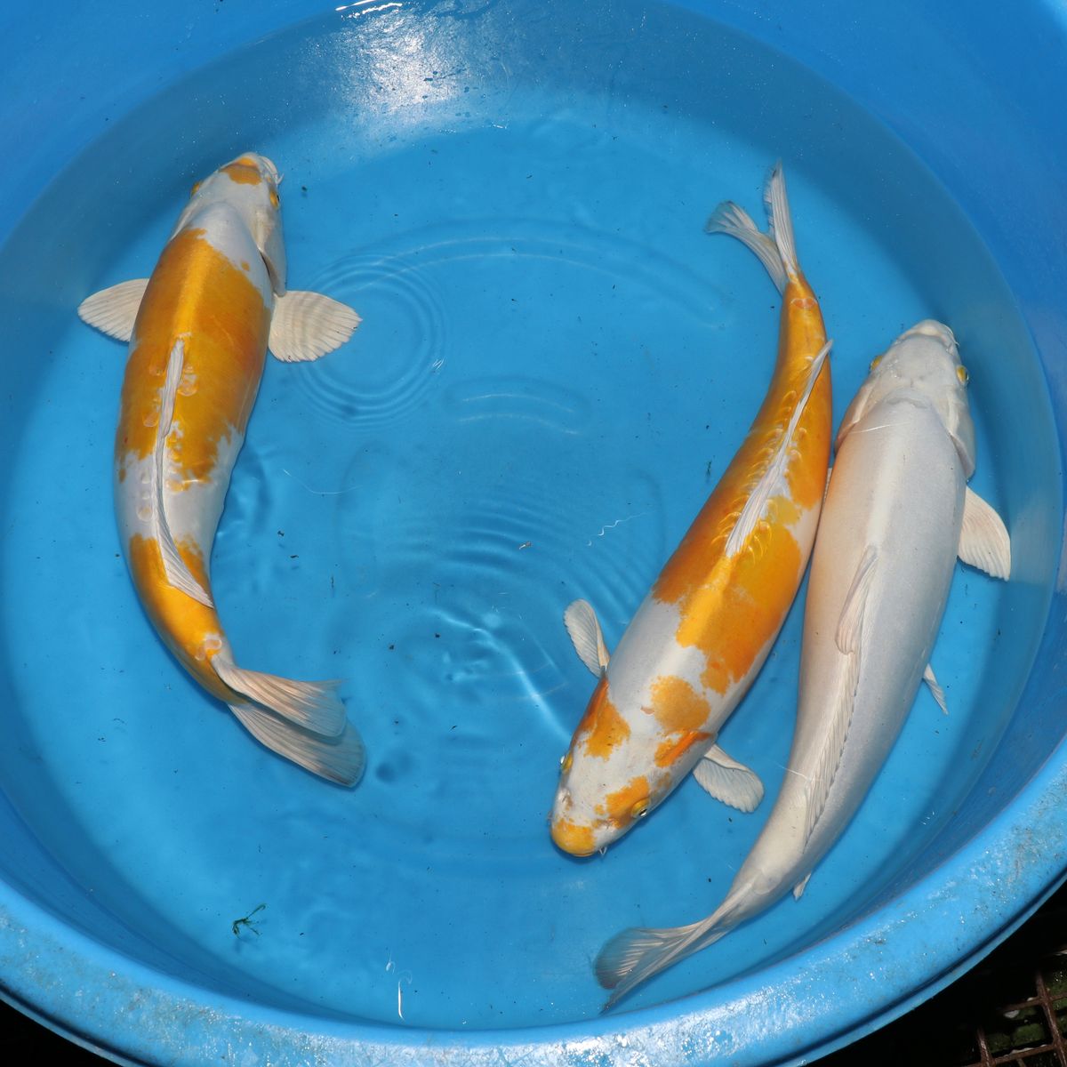 Koi
