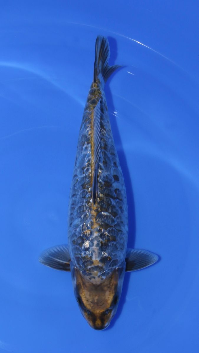 Koi