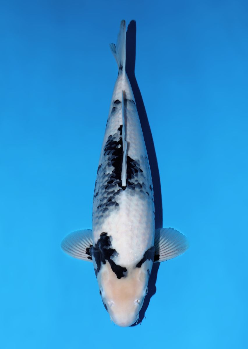 Koi