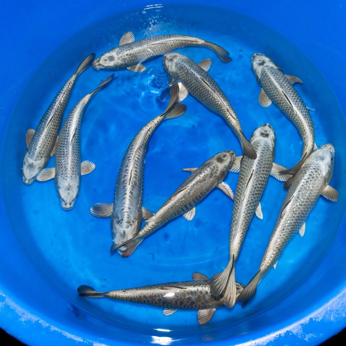 Koi