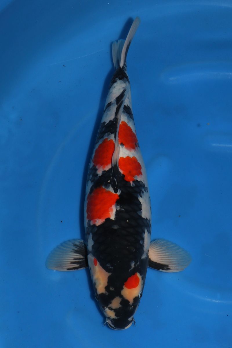 Koi