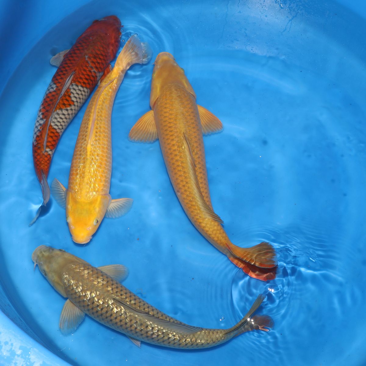 Koi