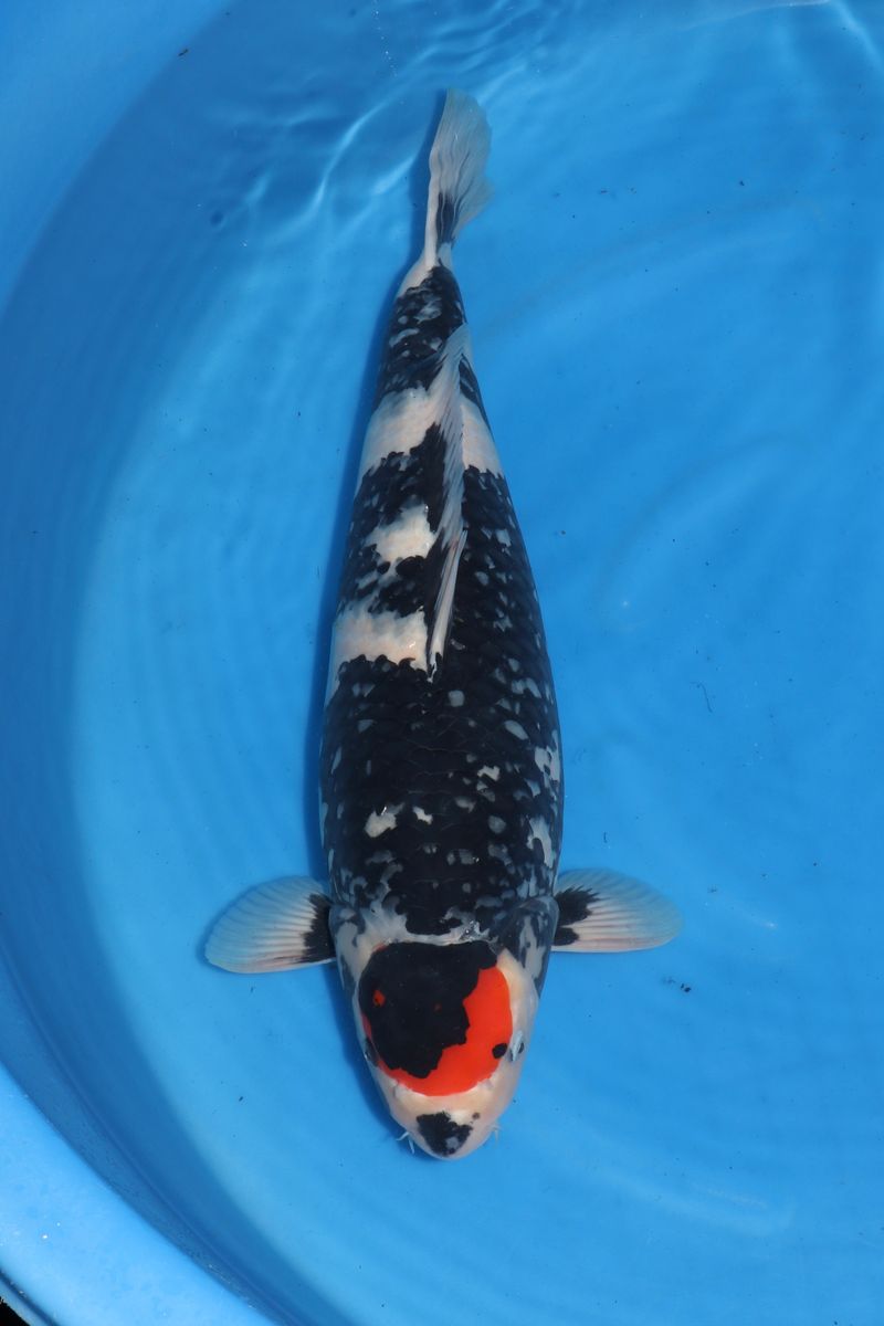 Koi