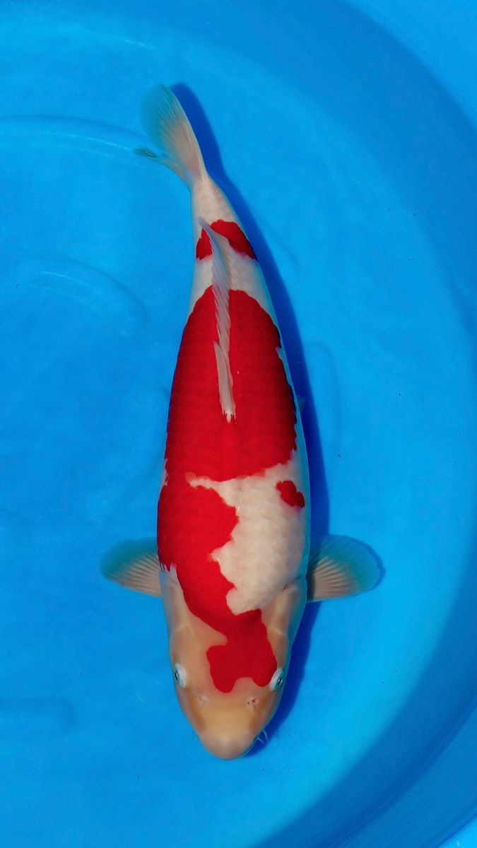 Koi
