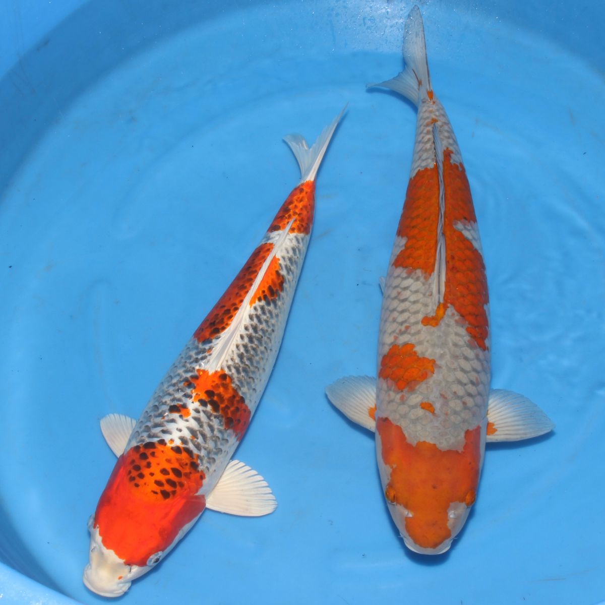 Koi