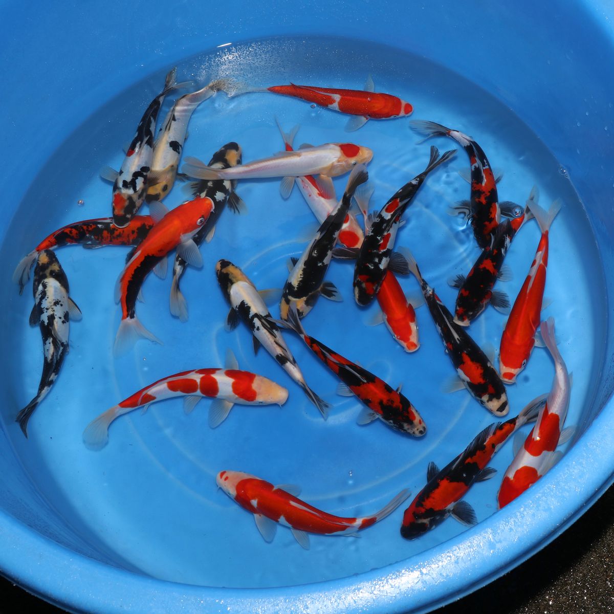 Koi