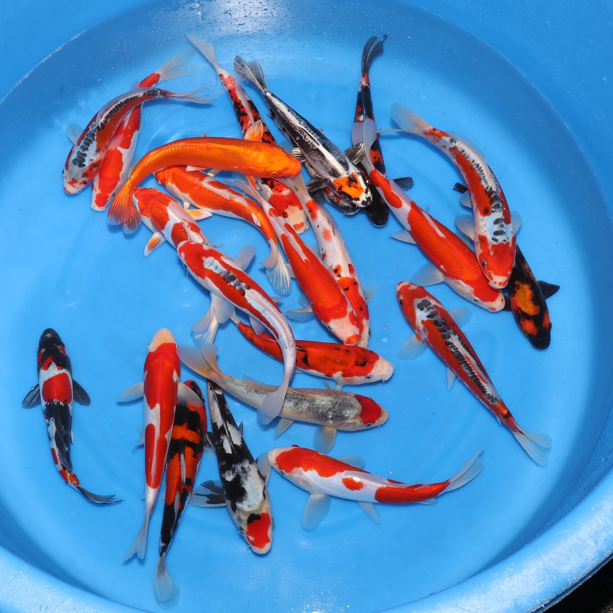 Koi
