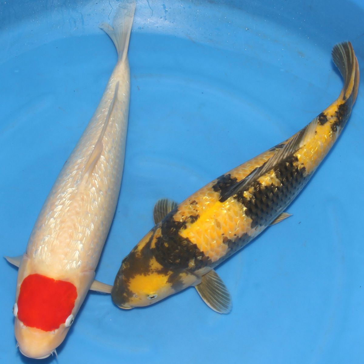Koi