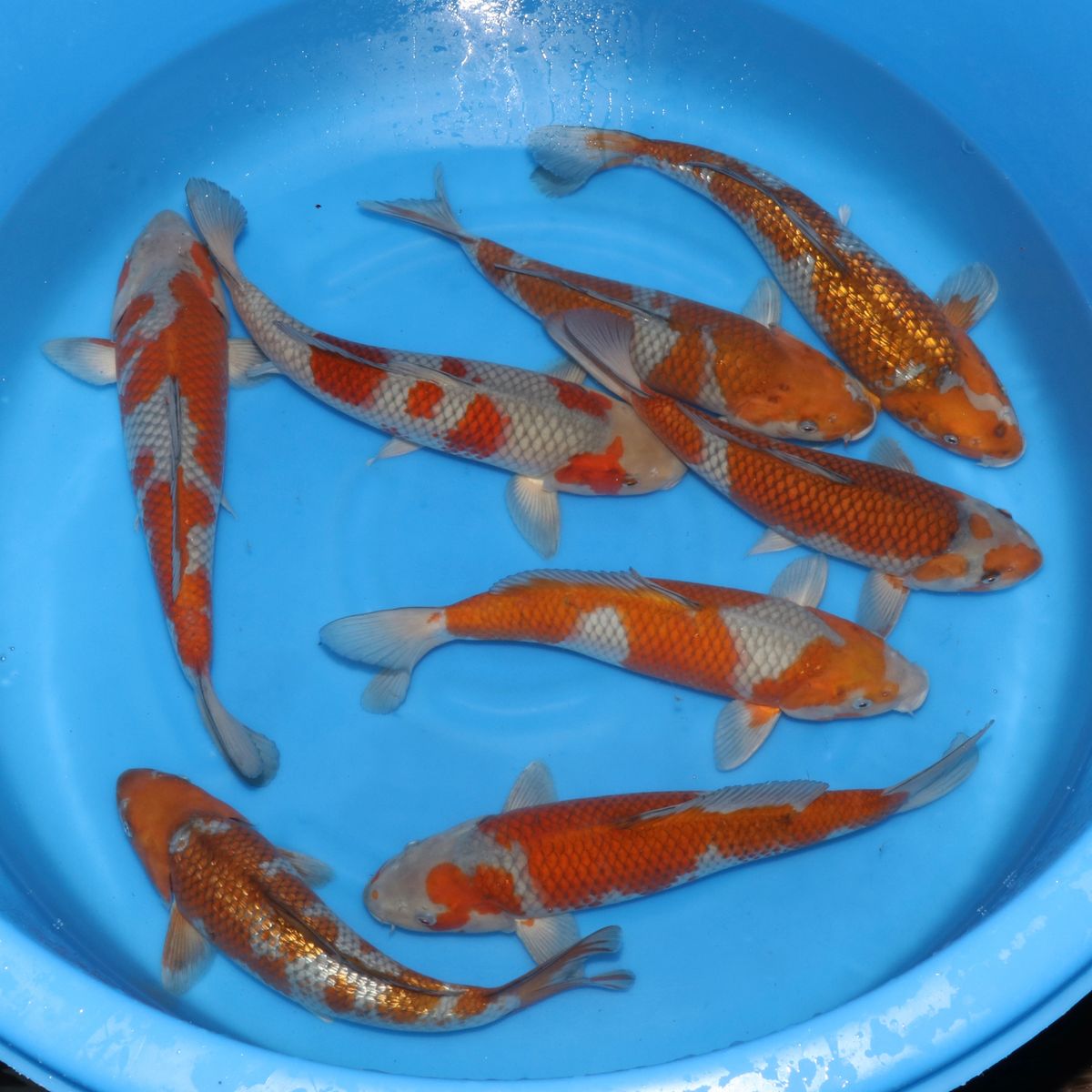 Koi