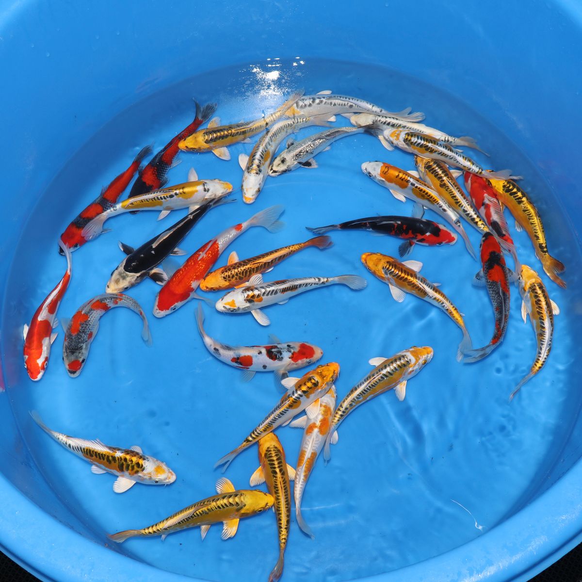 Koi