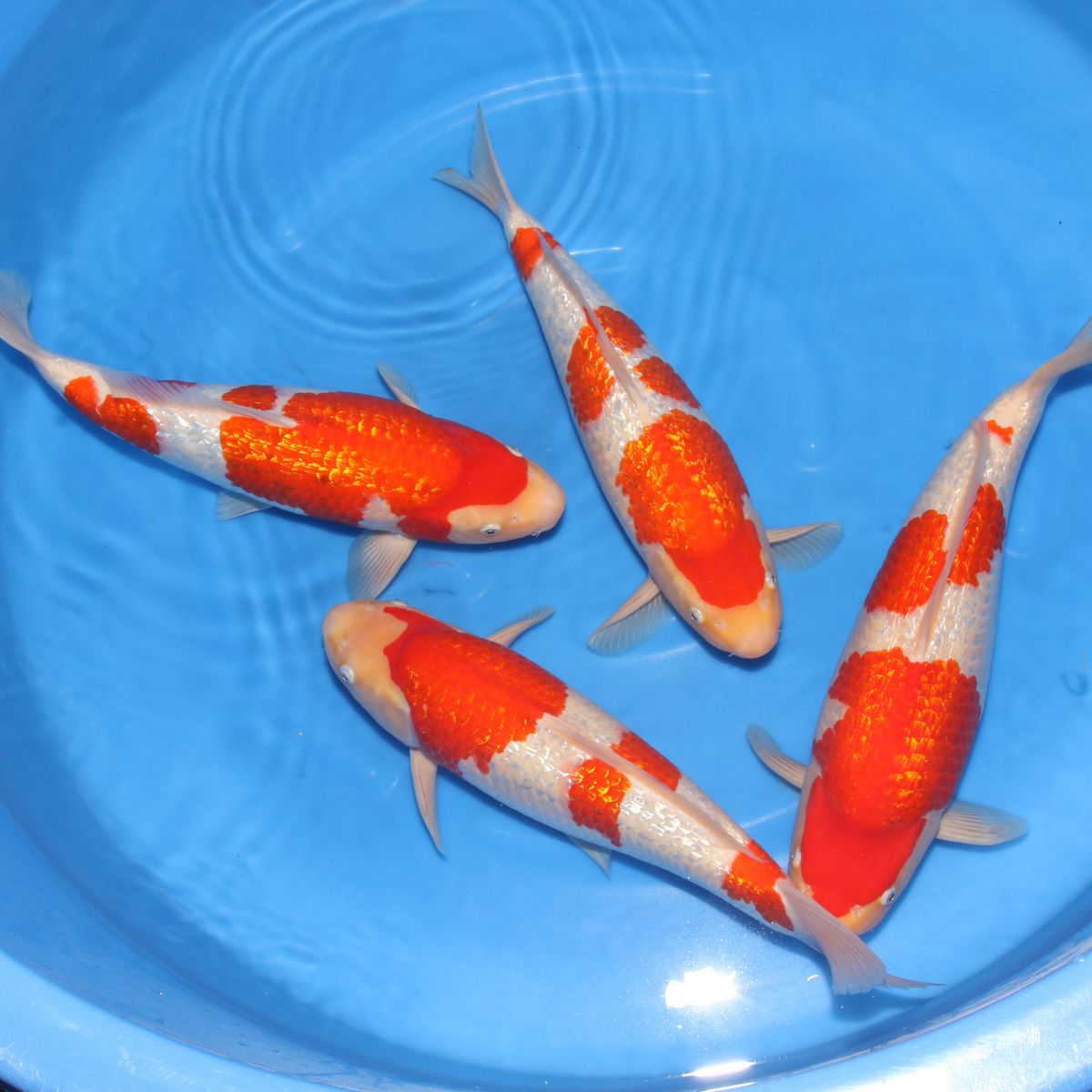 Koi