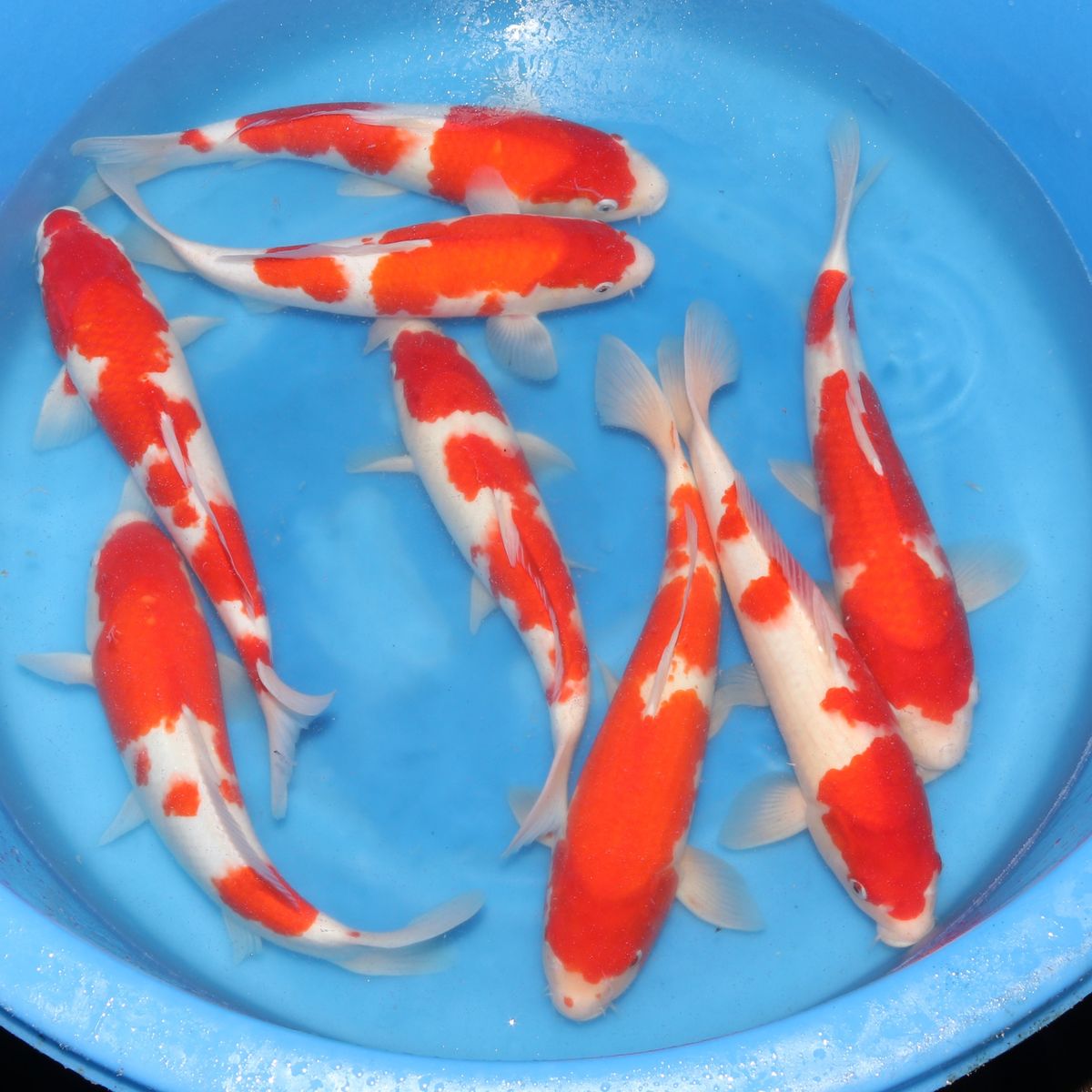 Japanese Koi Export from Niigata | Ornafish