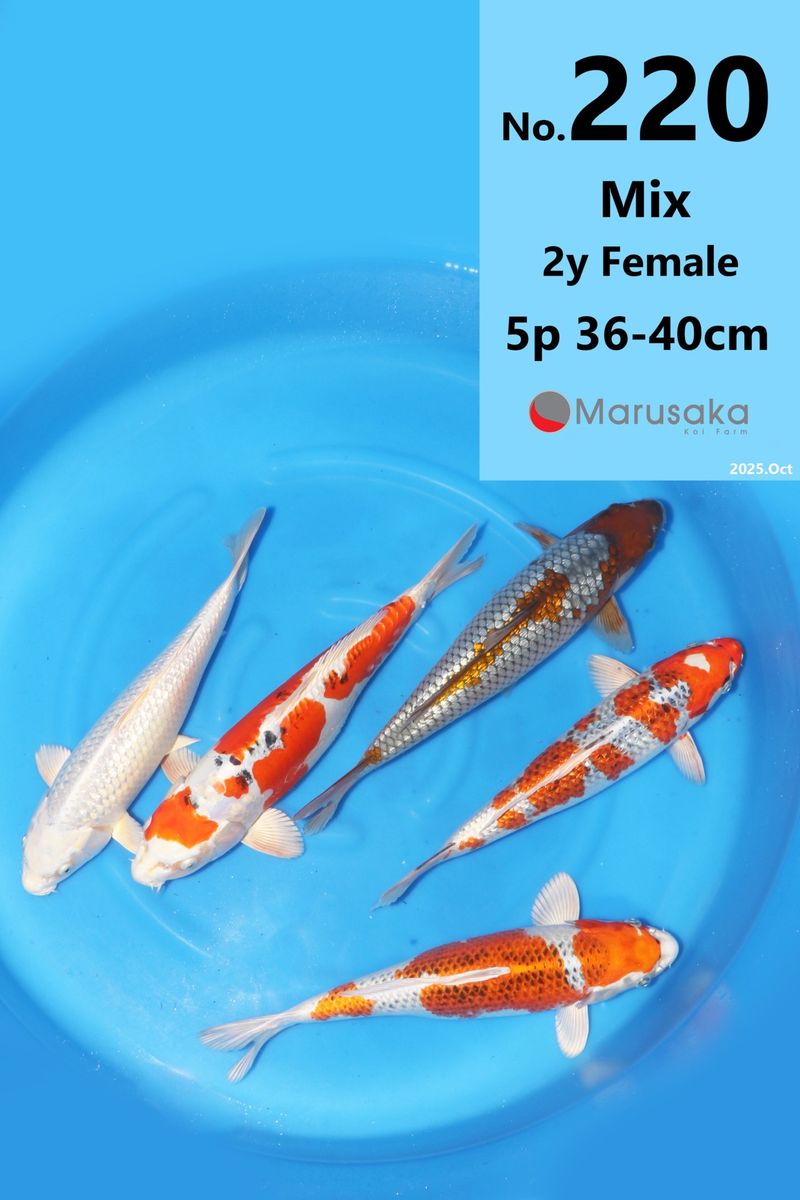 Koi