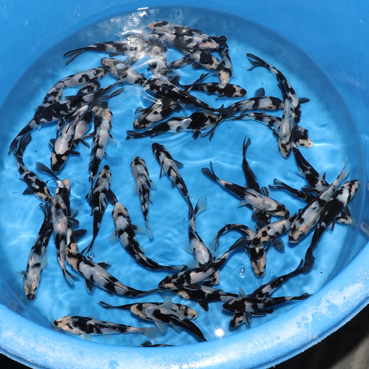 Koi