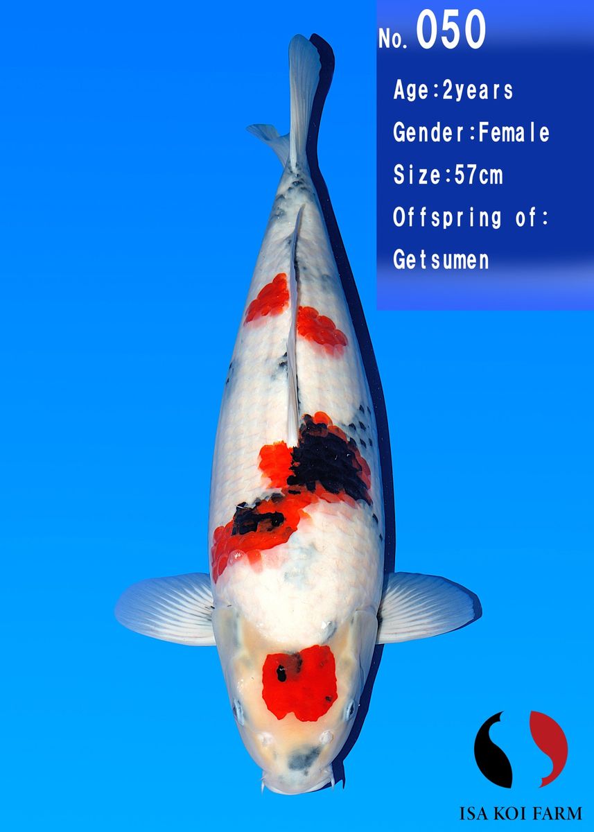 Koi