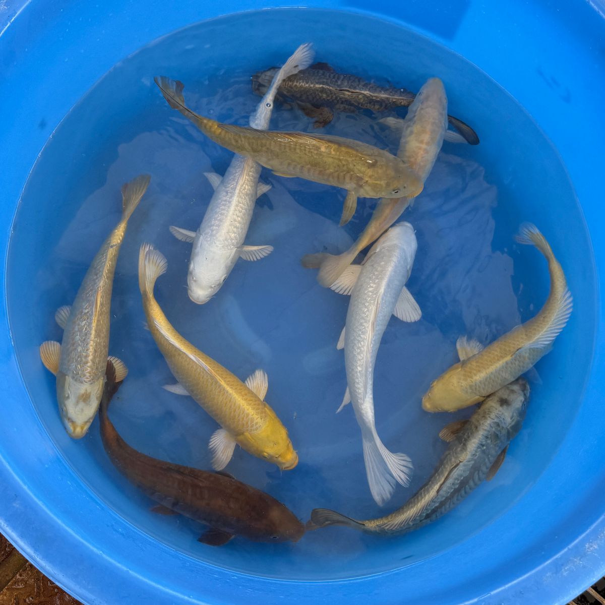 Koi