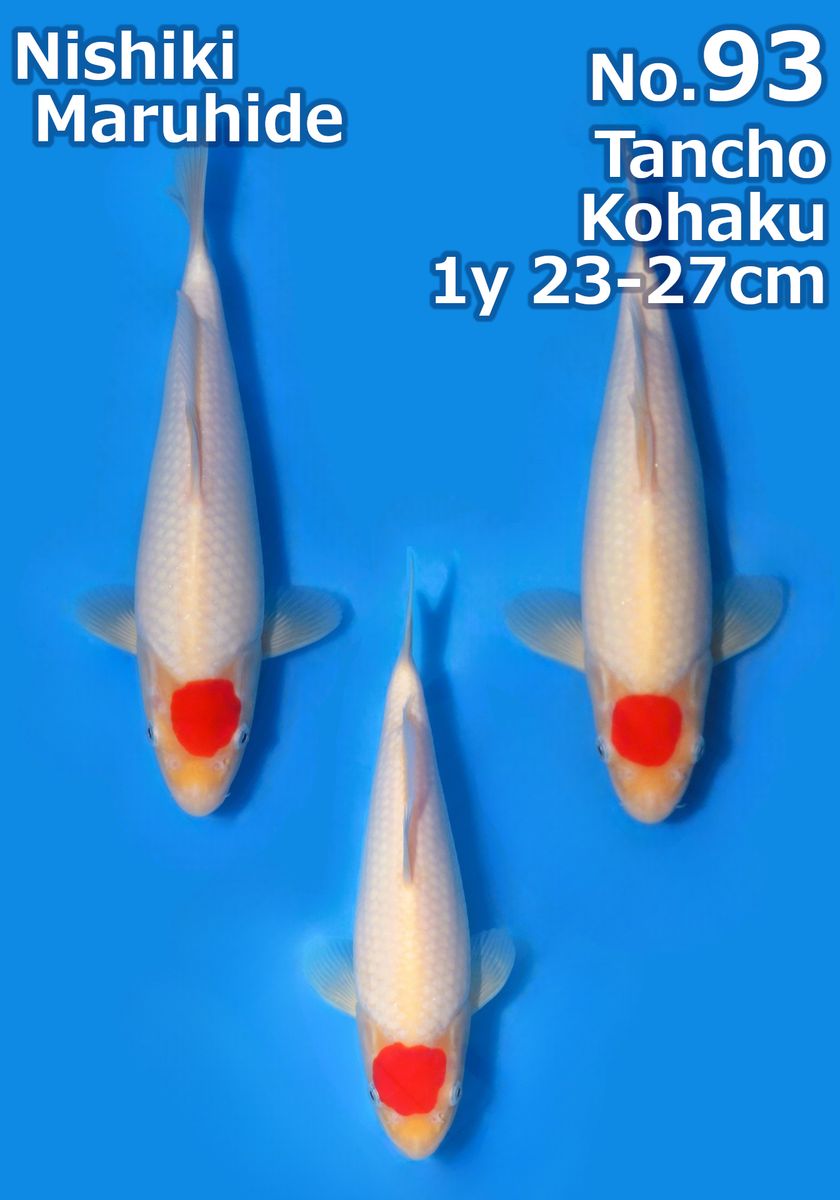 Koi