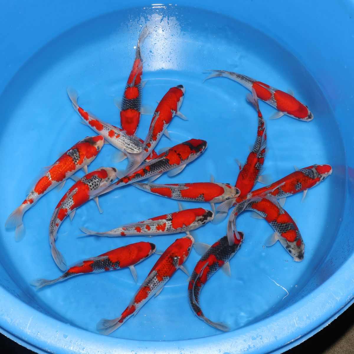 Koi