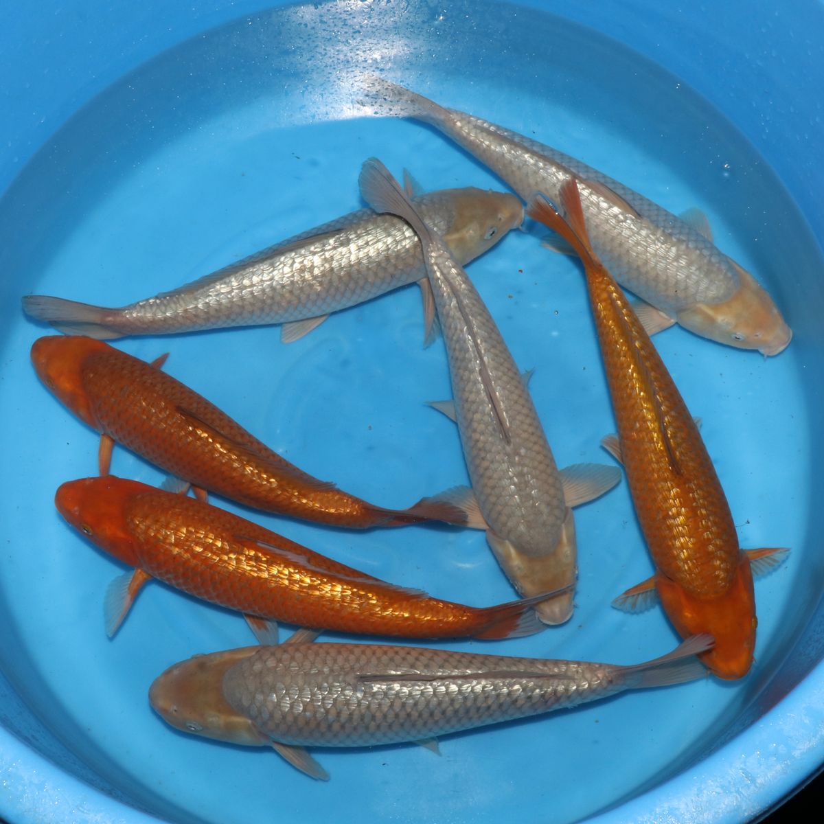 Koi