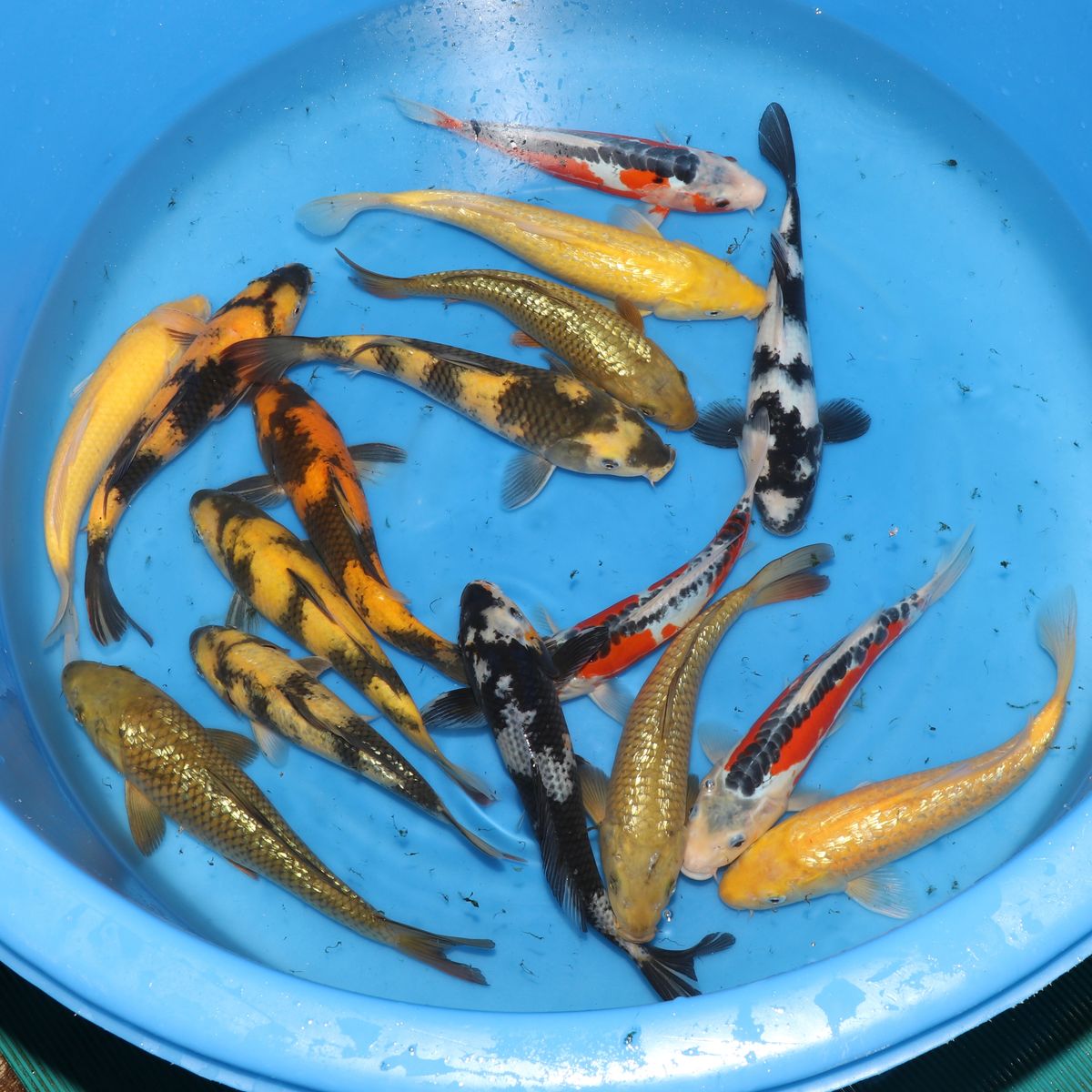 Koi