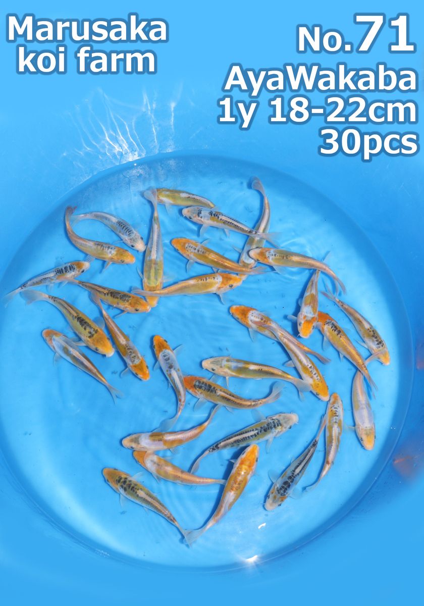 Koi