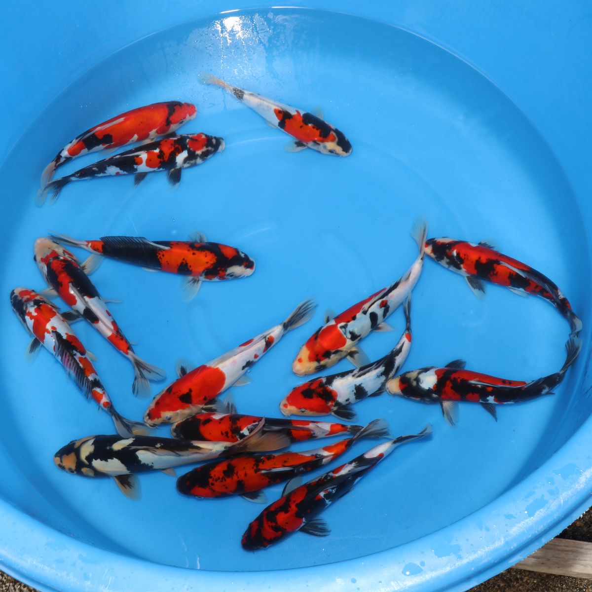 Koi