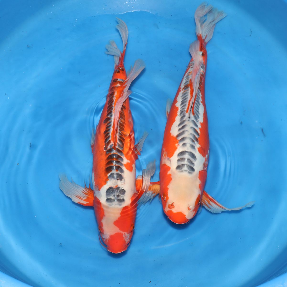 Koi