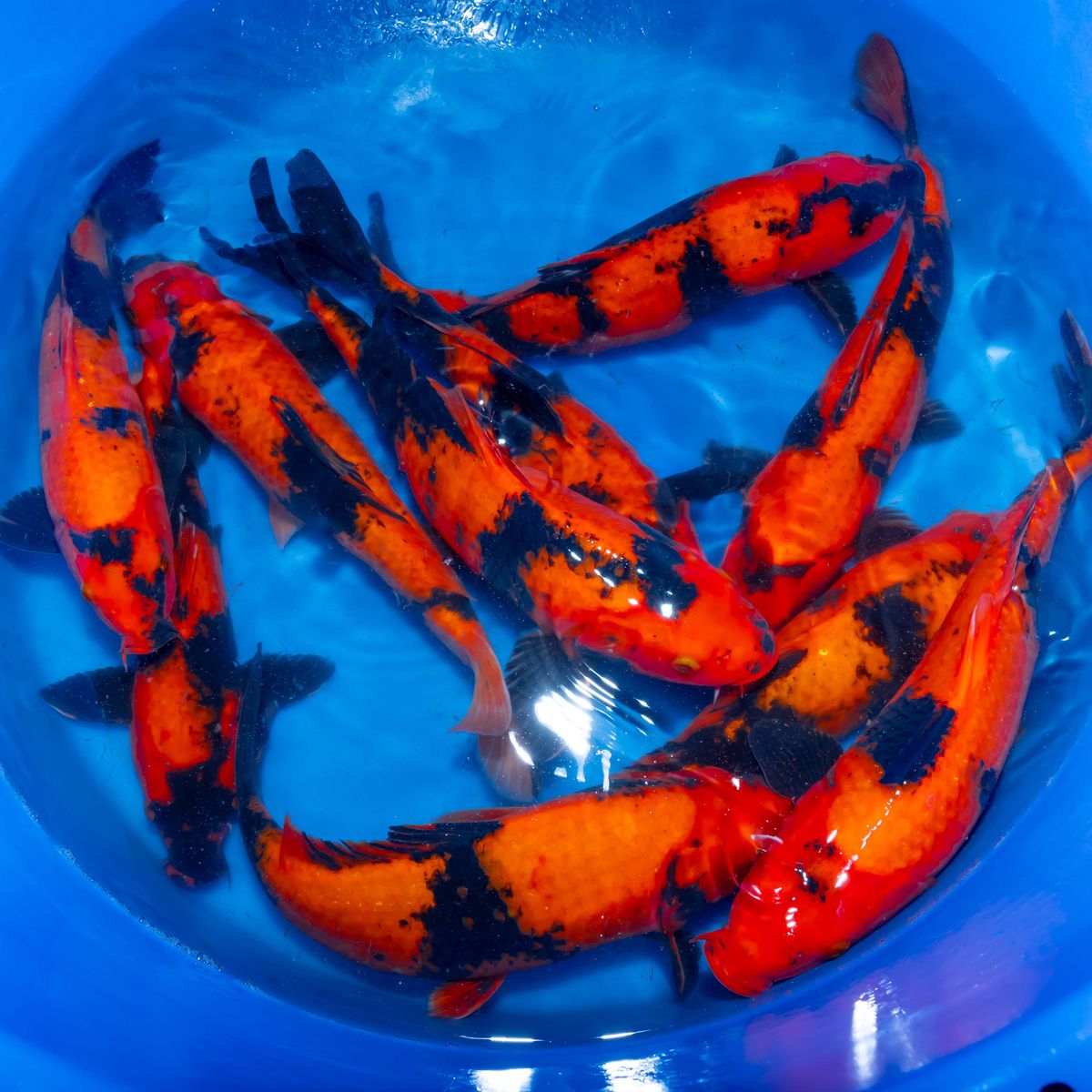 Koi
