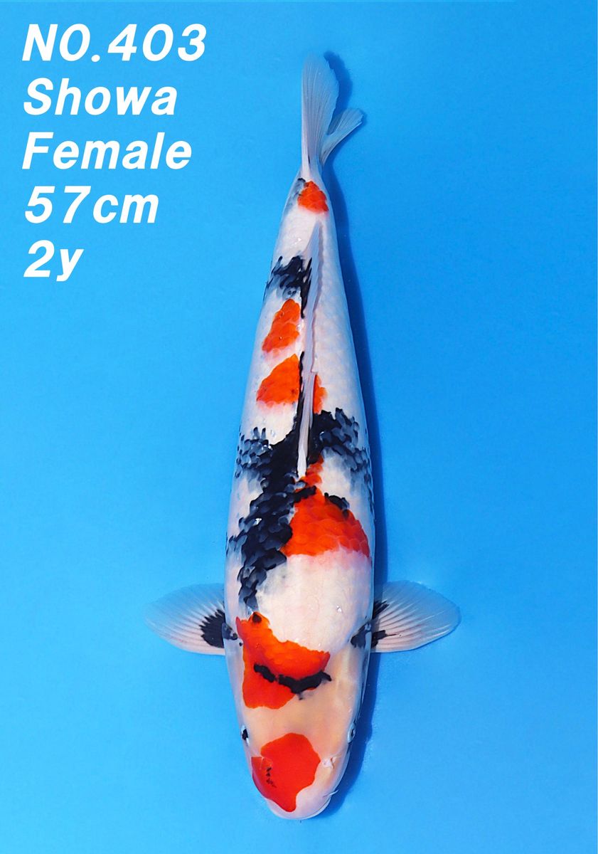 Nisai HQ Female Showa + Azukari | 57 cm | Nogami Koi Farm | Ornafish