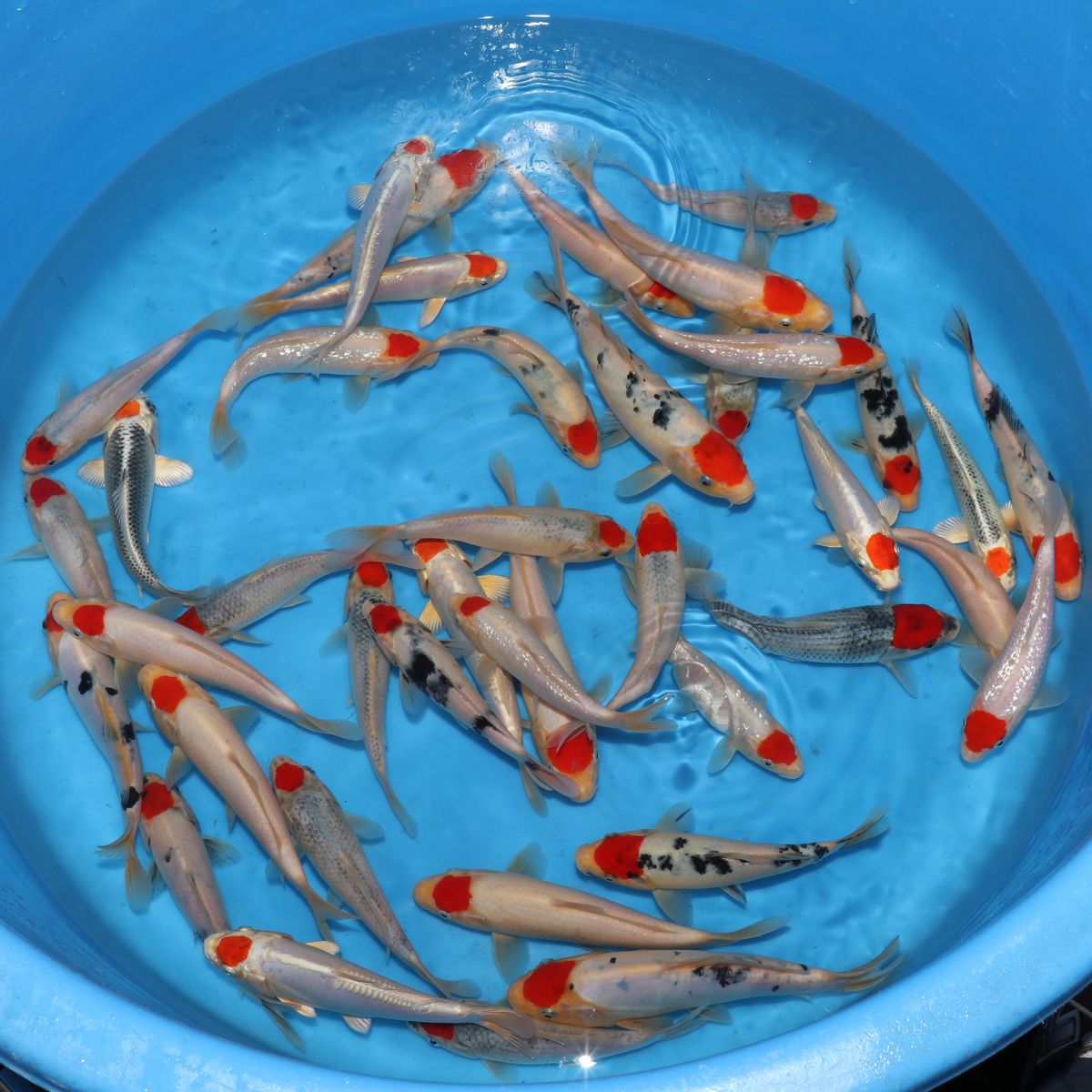 Koi