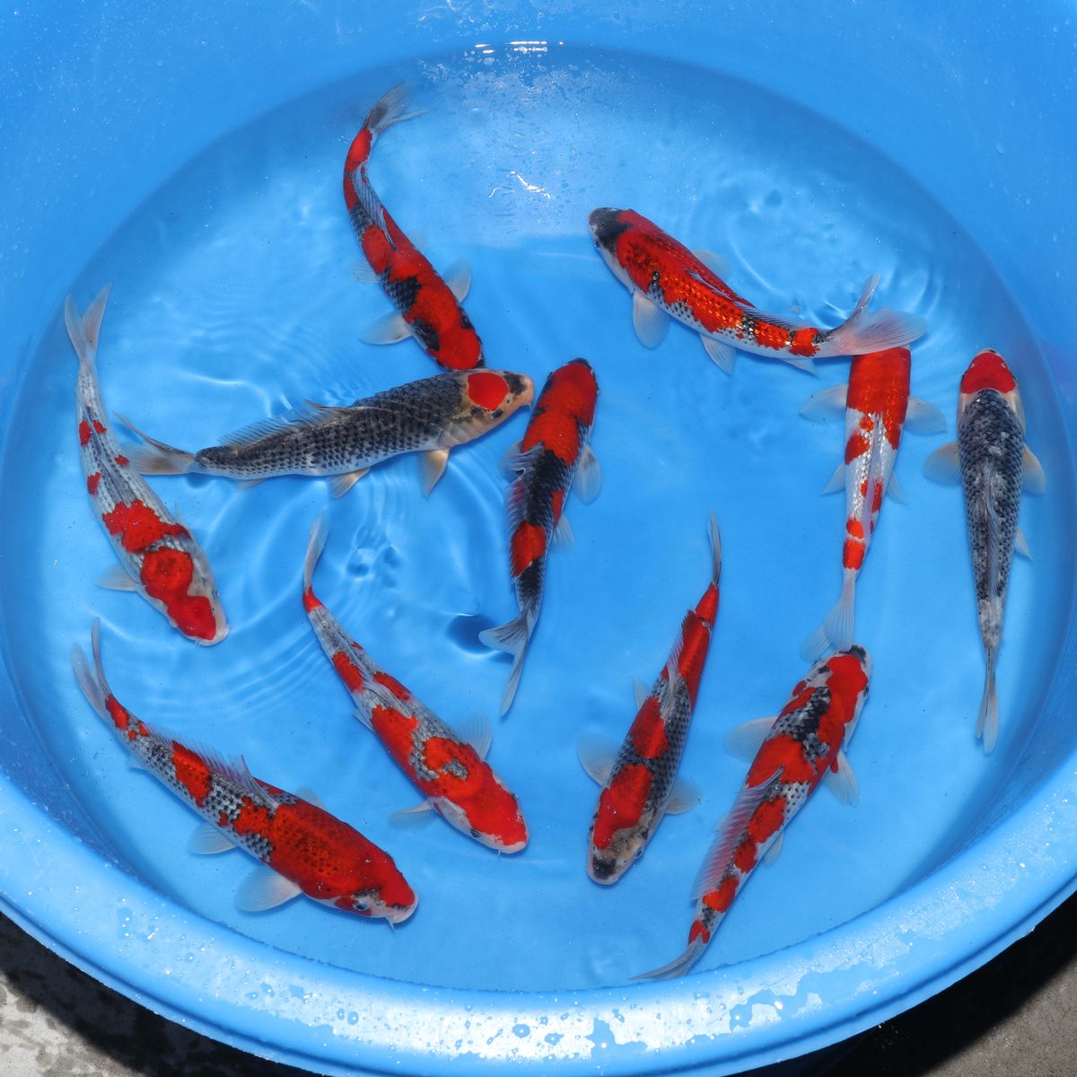 Koi