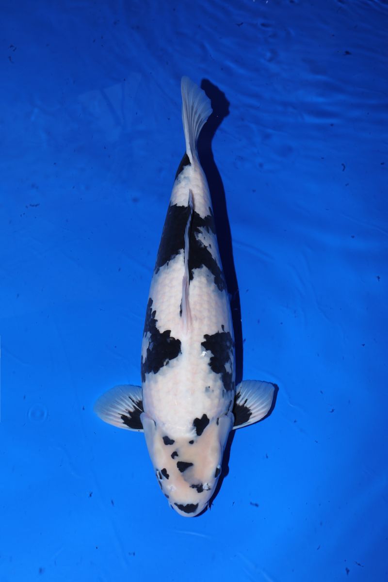 Koi