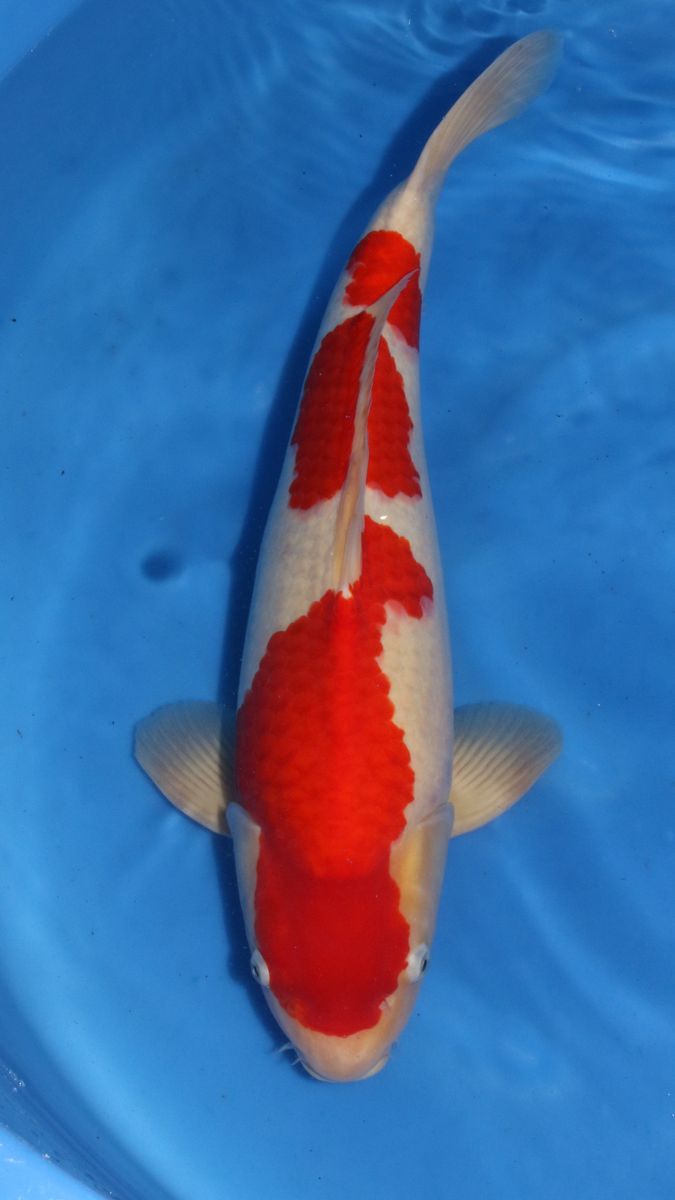 Koi